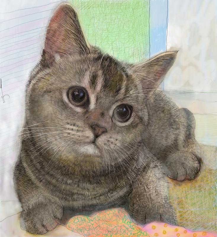 Color Cat with Charming Eyes