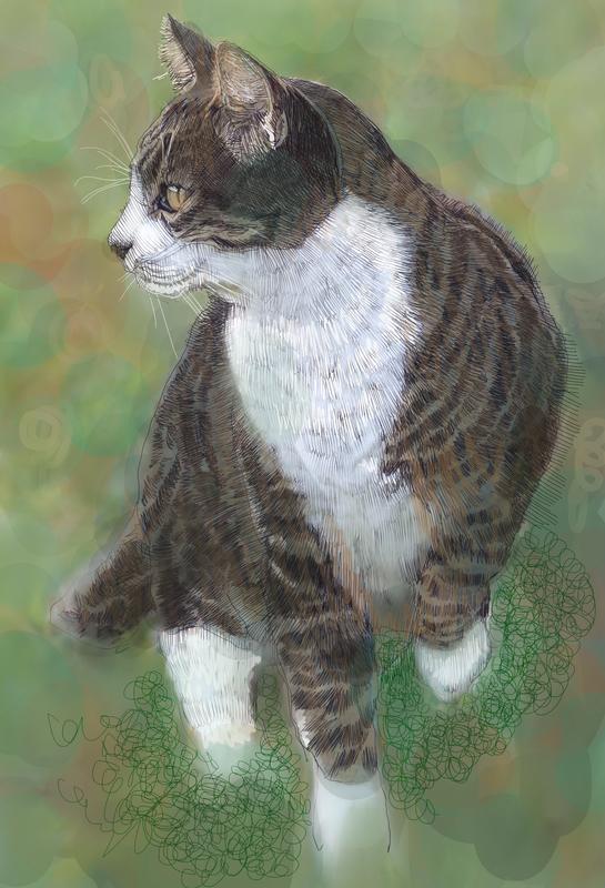 Wild Cat