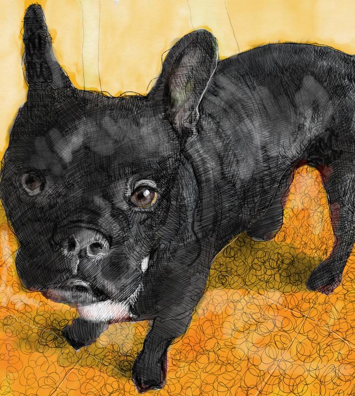 Black Pitbull